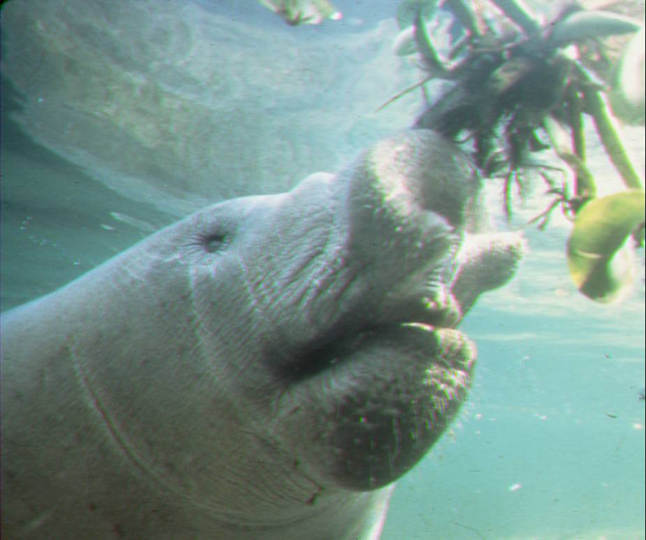 Manatee eating Seagrass. Photo provided by University of Central Florida