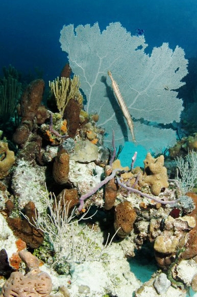 Gorgonian corals including a large sea fan (Shari Morris. 2010.)
