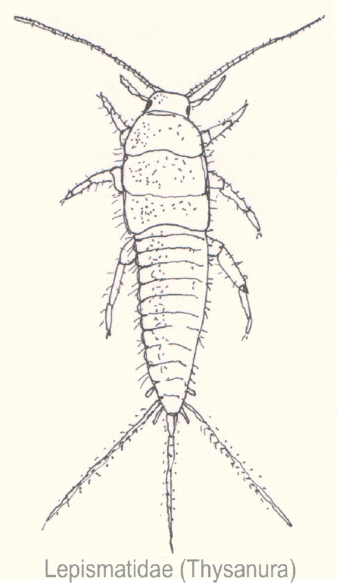 File:Thysanura-Lepismatidae1-sp.gif