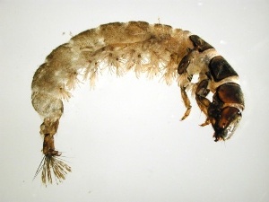 Caddis Fly Larva, New York DEC. <http://www.dec.ny.gov/animals/30965.html>.
