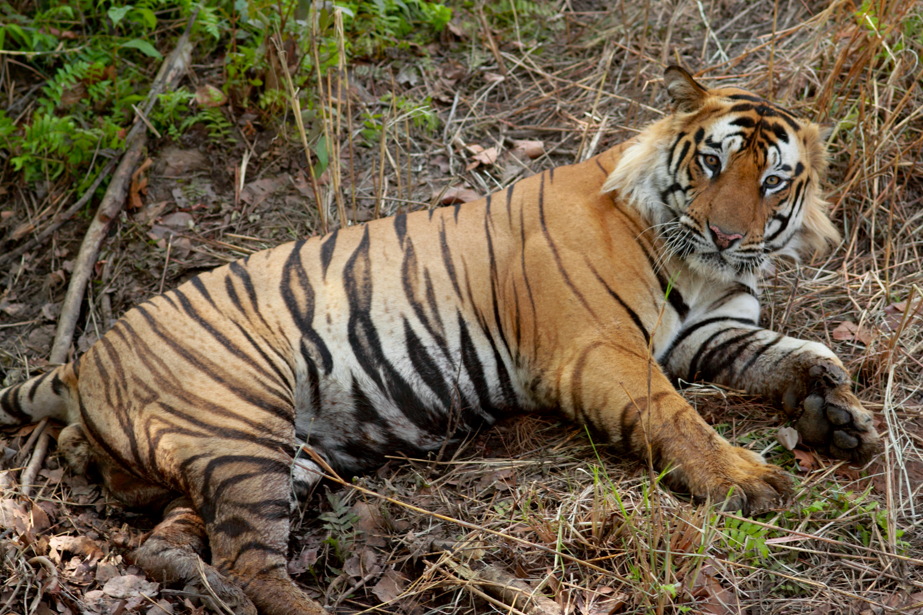 Classification-Panthera tigris