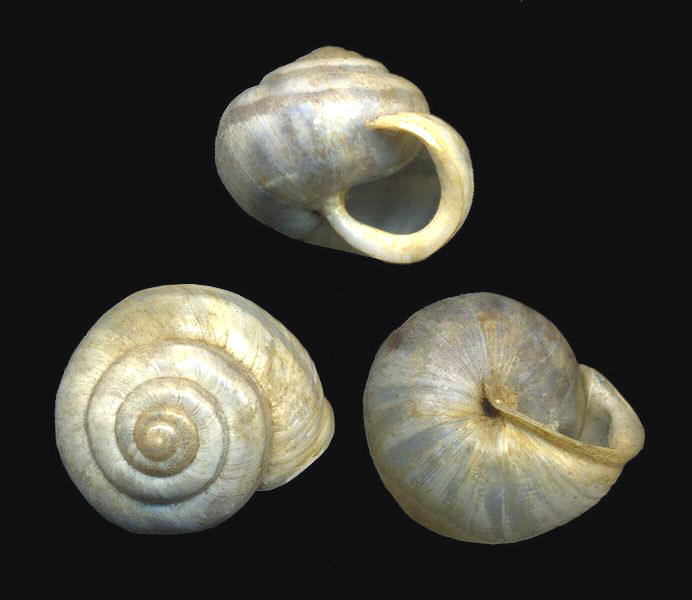 Shell of Praticolella