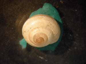 Praticolella trimatris. Photo taken by Jennifer Humphrey. Showing torsion of shell.