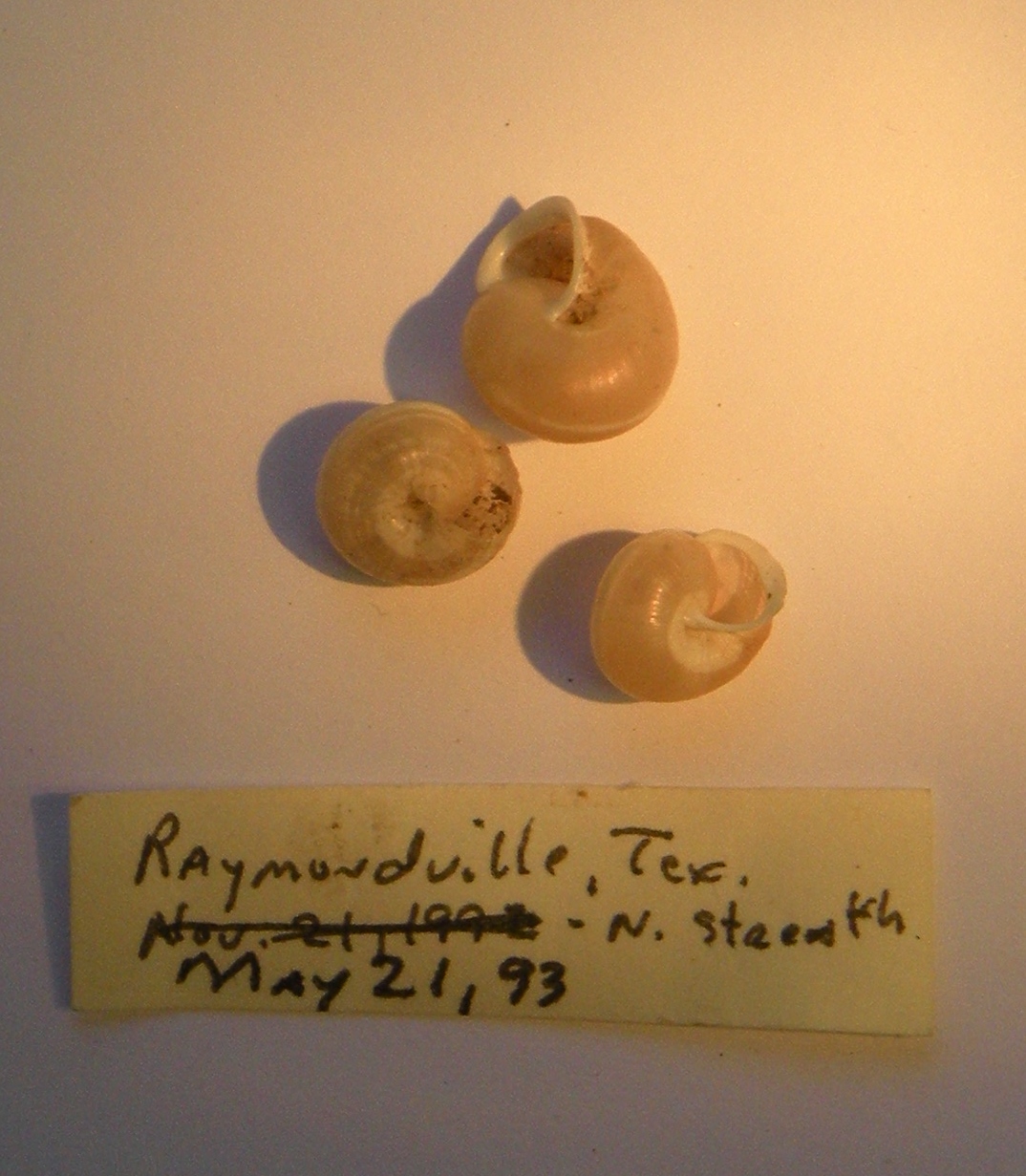 Photo taken by Jennifer Humphrey. Shells from Raymondville, Texas.