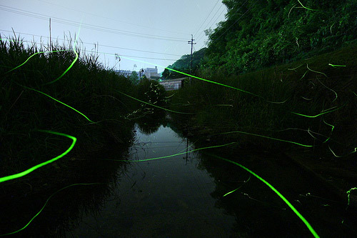 Firefly in Meadow By: firefly.org
