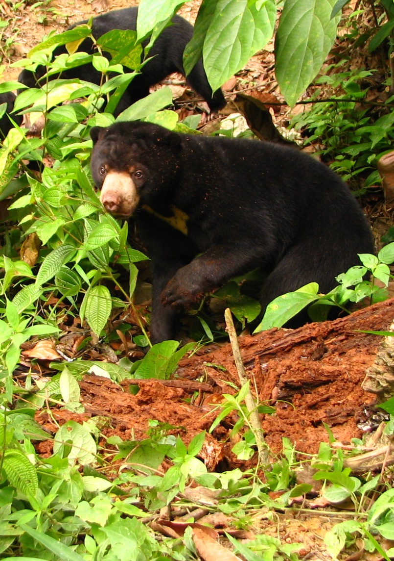 Credit goes to Siew Te Wong and the Bornean Sun Bear Conservation Centre
