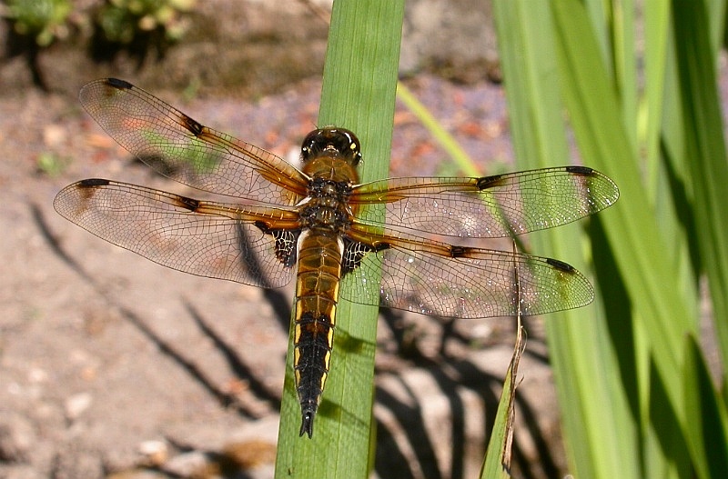 Four-spotted Chaser in its natural habitat