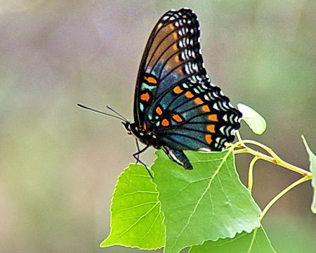 red spotted purple butterfly