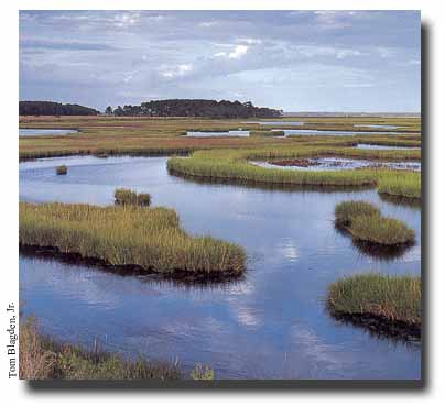 http://water.epa.gov/type/wetlands/images/marsh.jpg