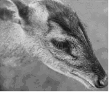 muntjac_head