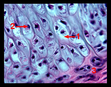 Lab_1b-11a