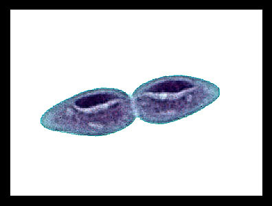 binary fission in paramecium