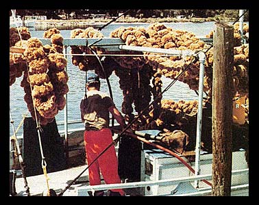 Sponge_Fishing_1a