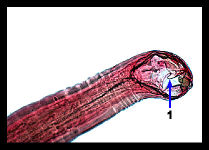 Lab_4b-22a