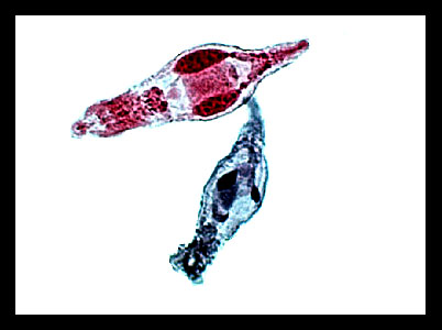 rotifers slide