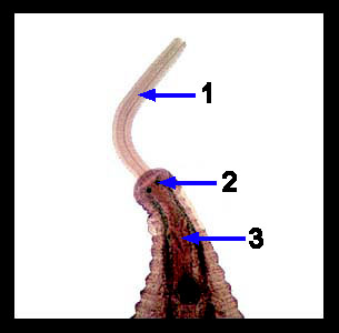 Lab_6b-11a