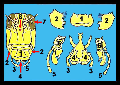 Lab_7b-31a