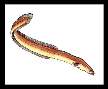 Marine_Eel